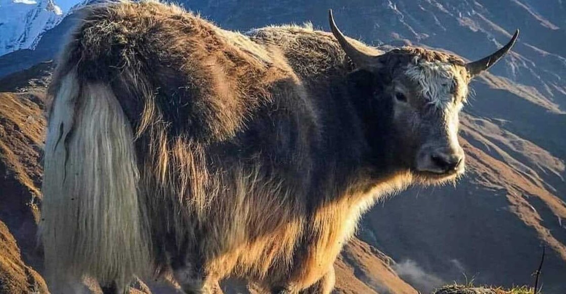 himalayan-yak ഹിമാലയൻ യാക്ക് (Photo: X/@shiv_teaching)