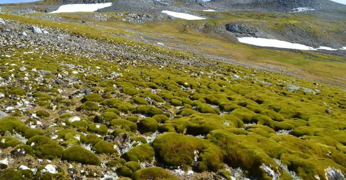 green-antarctic അന്റാർട്ടിക്കയിൽ മഞ്ഞിനു പകരം പച്ചപ്പ് (Photo: X/ @DavidUllrich202)
·