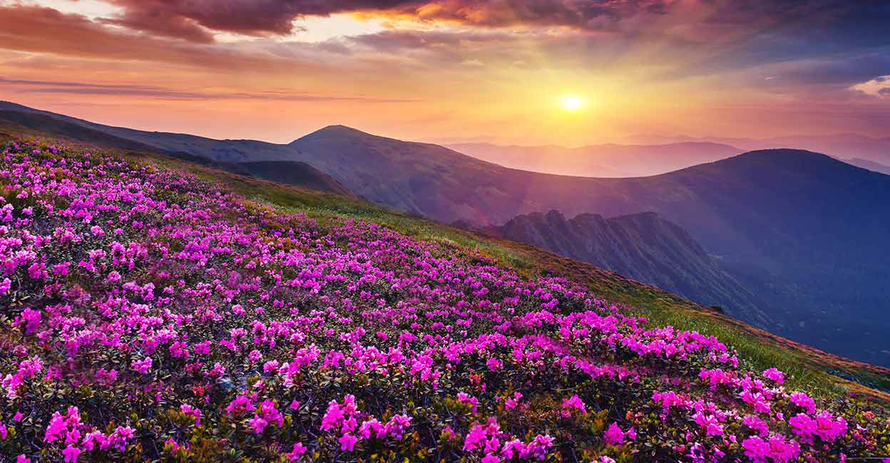 Spring In Assam അസാധാരണമായ കടുത്ത ചൂട്; വഴിമാറുകയാണോ വസന്തകാലവും?- Climate ...