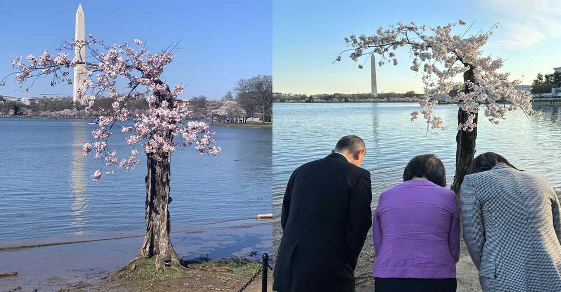 stumpy സ്റ്റംപി (Photo: X/ @JapanEmbDC), സ്റ്റംപിയെ കാണാനെത്തിയവർ (Photo: X/ @JapanEmbDC)
