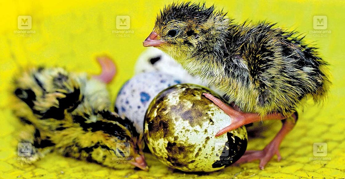 hen-chick വിൽപനയ്ക്കായി പ്ലാസ്റ്റിക് കവറിൽ സൂക്ഷിച്ച കാടമുട്ട കനത്ത ചൂടിനെത്തുടർന്ന് വിരിഞ്ഞപ്പോൾ. നല്ലേപ്പിള്ളി കമ്പിളിച്ചുങ്കം ചൈത്രരഥം ഇക്കോ ഷോപ്പിൽ നിന്നുള്ള കാഴ്ച. ചിത്രം: മനോരമ
