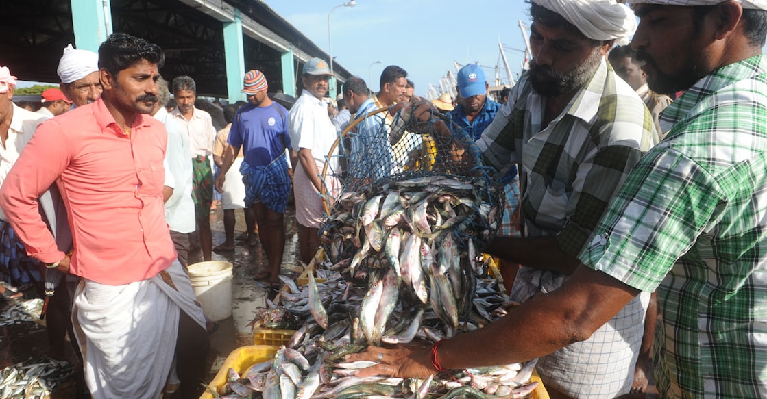 fish-mathi