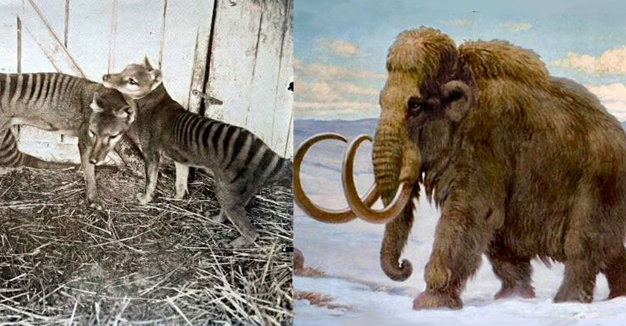 Colossal Extinct ഡീഎക്സ്റ്റിൻക്ഷനിലൂടെ മൺമറഞ്ഞ ജീവികളുടെ പുനഃസൃഷ്ടി; തിരികെയെത്തുമോ ഇവ ...