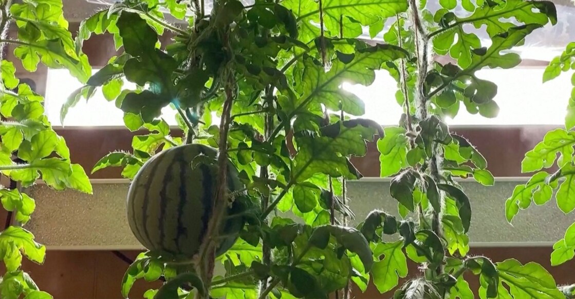 watermelon (Photo:x/@shanghaidaily)