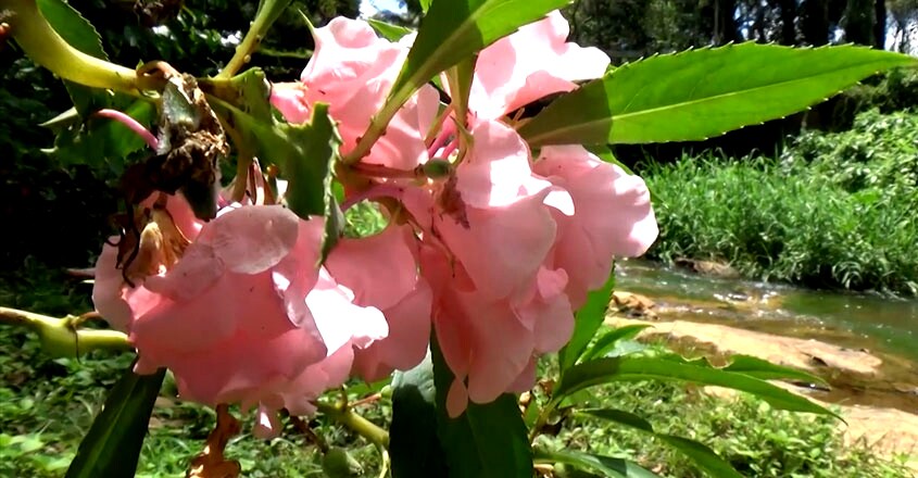 balsam-flower balsam-flower