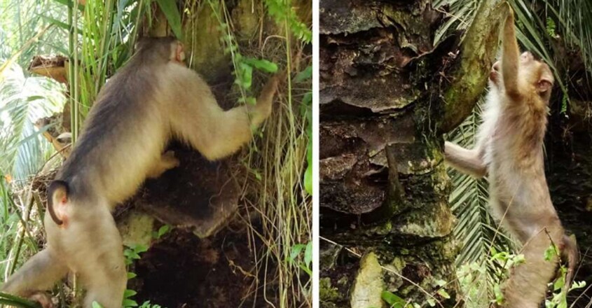 Killer Rat-Eating Monkeys Killer Rat-Eating Monkeys
