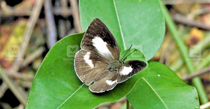 Curetis thetis Curetis thetis