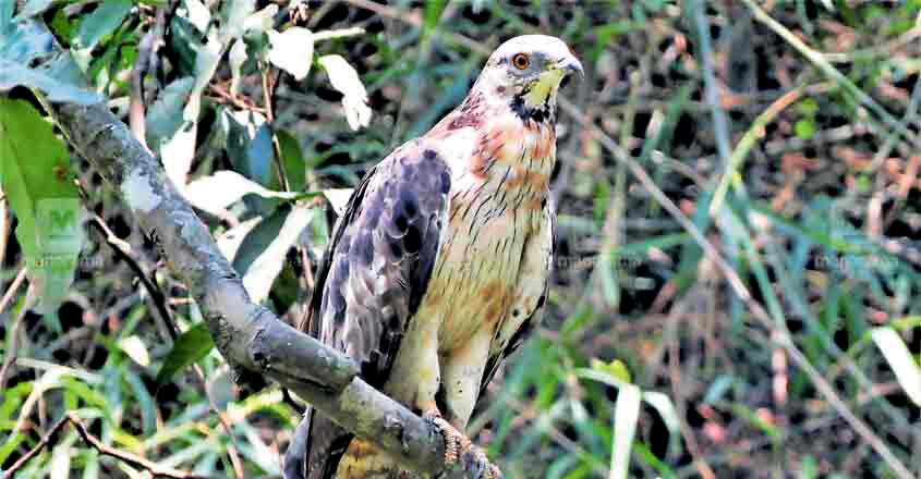 Pernis ptilorhynchus Pernis ptilorhynchus