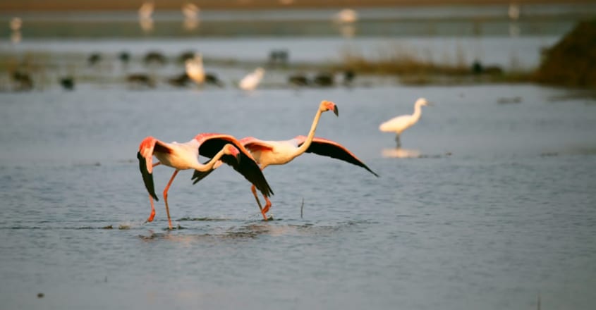 Greater Flamingos Greater Flamingos