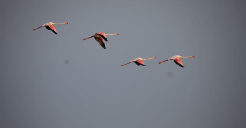 Greater Flamingos Greater Flamingos