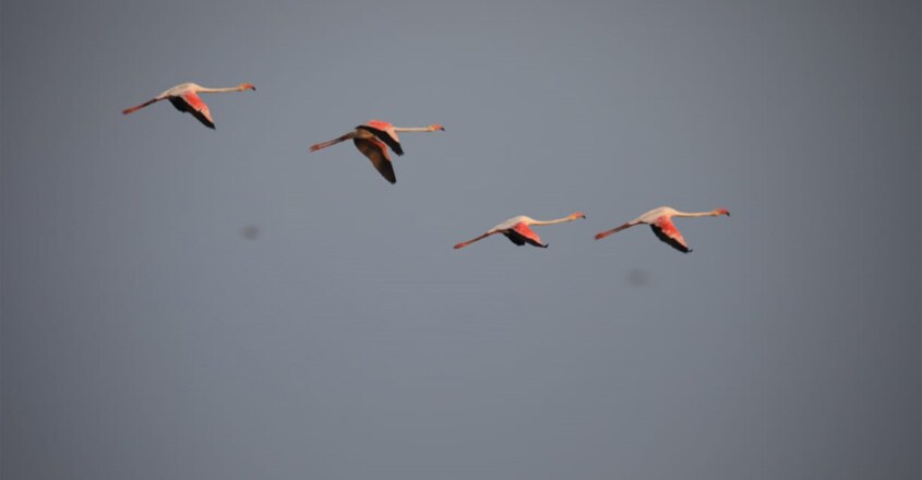 Greater Flamingos Greater Flamingos