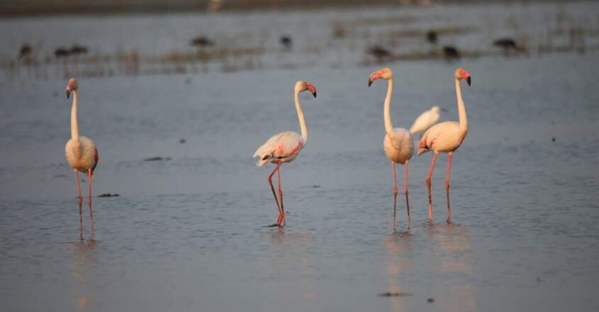 Greater Flamingos Greater Flamingos