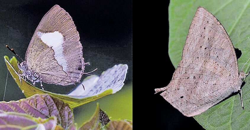 Butterflies Butterflies