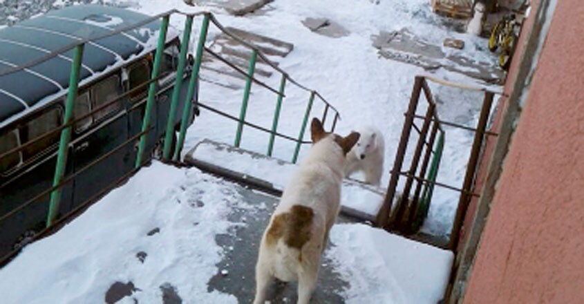 Invasion of Starving Polar Bears Invasion of Starving Polar Bears
