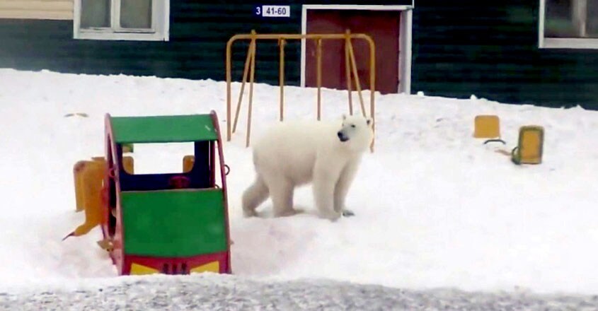 Invasion of Starving Polar Bears Invasion of Starving Polar Bears