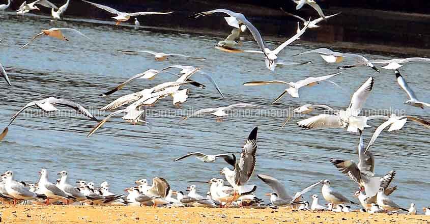 migratory birds migratory birds