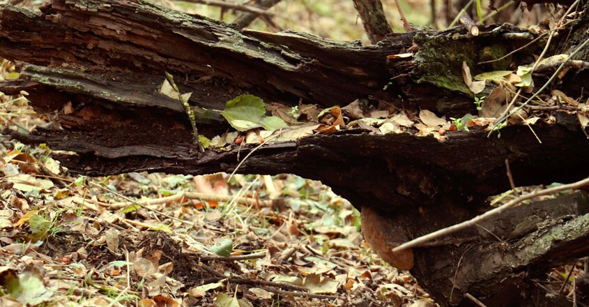wood wood