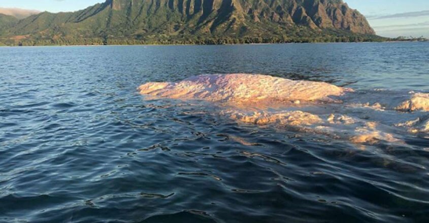 Sperm Whale Carcass Sperm Whale Carcass