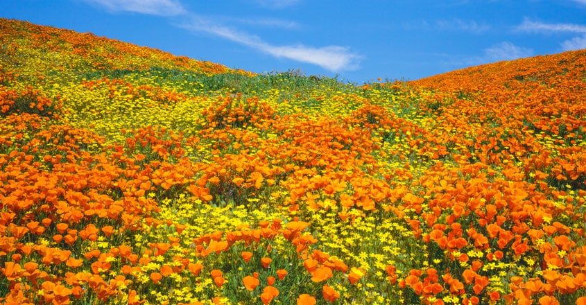 California Desert Bursts Into Dazzling Super Bloom California Desert Bursts Into Dazzling Super Bloom