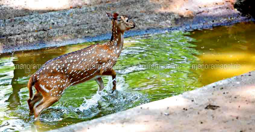 Deer Deer