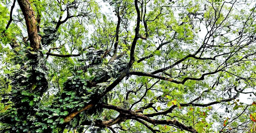 Mangalavanam Bird Sanctuary Mangalavanam Bird Sanctuary