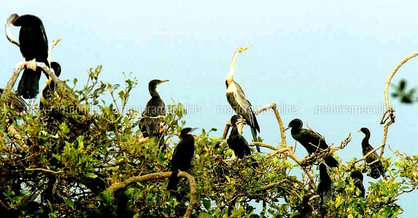 Mangalavanam Bird Sanctuary Mangalavanam Bird Sanctuary