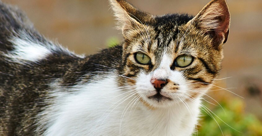 cat cat