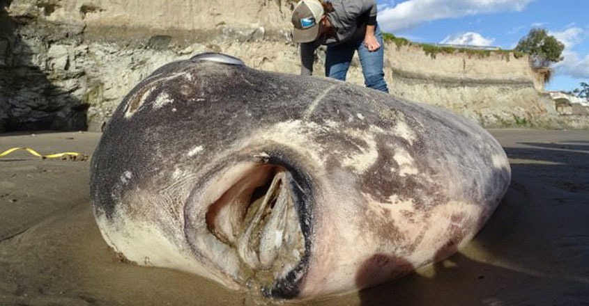 hoodwinker sunfish hoodwinker sunfish