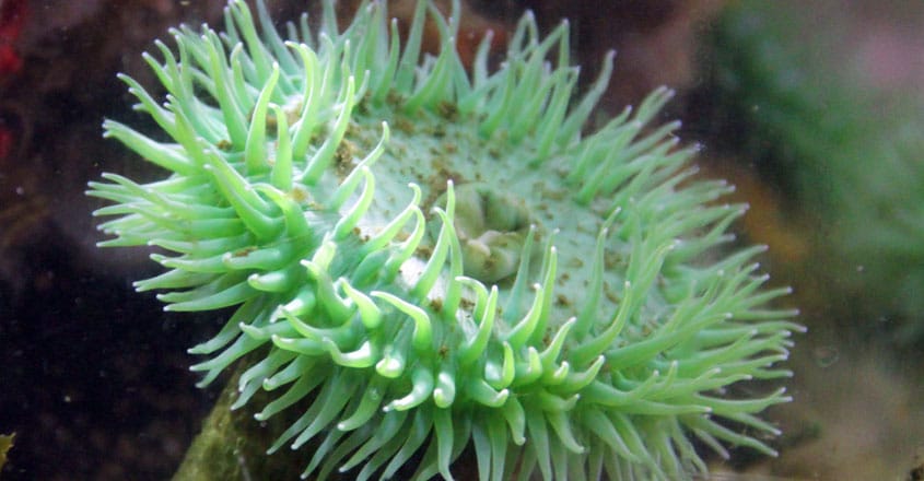 Sea Creatures Wash Up On California Shores Sea Creatures Wash Up On California Shores