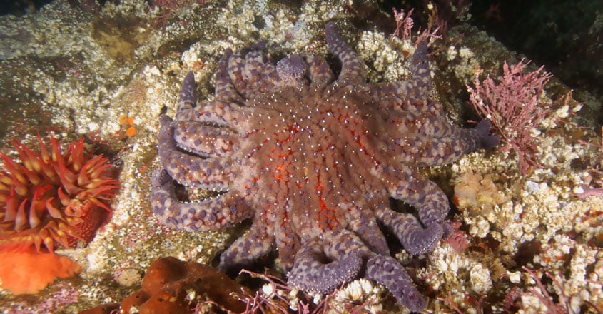 Sea Creatures Wash Up On California Shores Sea Creatures Wash Up On California Shores