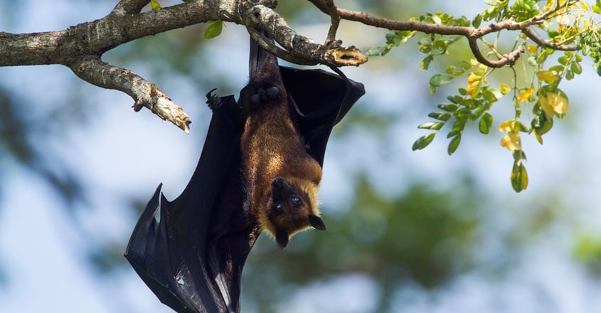 Bat Bat