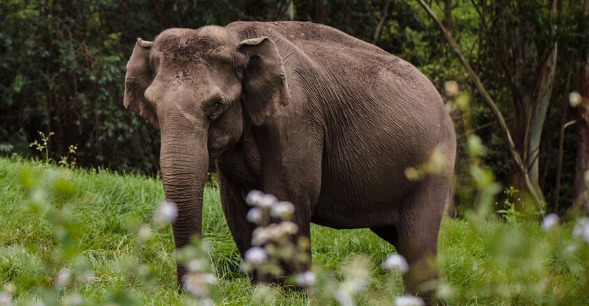 wild elephant wild elephant