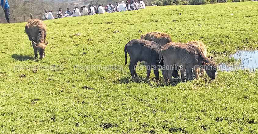 toda-buffaloes-disappear-from-nilgiris toda-buffaloes-disappear-from-nilgiris
