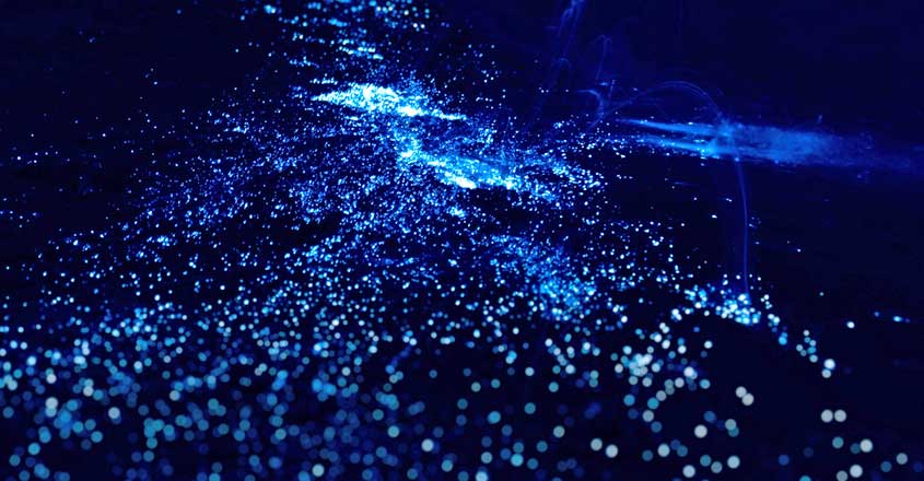China's Stunning 'Blue Tears' Plankton Blooms Are Spreading China's Stunning 'Blue Tears' Plankton Blooms Are Spreading