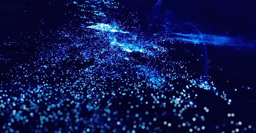 China's Stunning 'Blue Tears' Plankton Blooms Are Spreading China's Stunning 'Blue Tears' Plankton Blooms Are Spreading