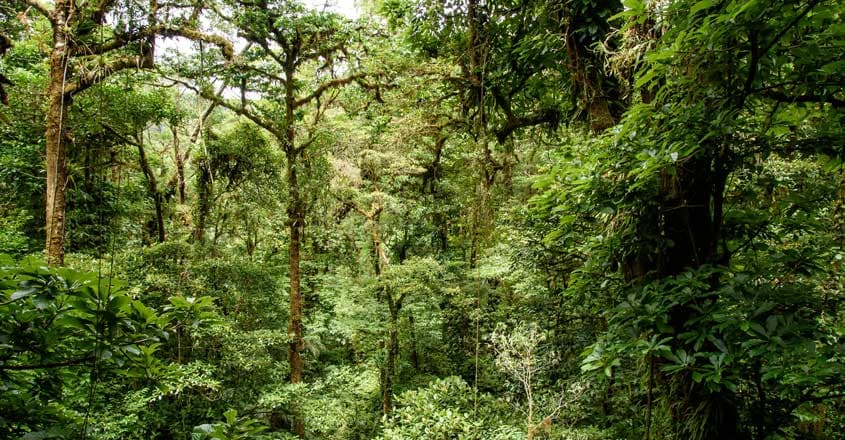 Rainforest Reveals Treasure Trove of Rare And Unknown Creatures Rainforest Reveals Treasure Trove of Rare And Unknown Creatures