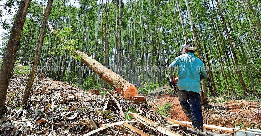 Eucalyptus grandis plantation Eucalyptus grandis plantation