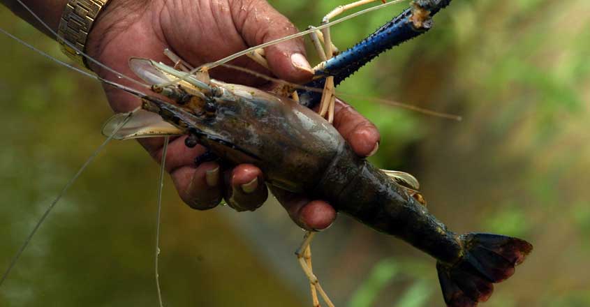 Freshwater prawns Freshwater prawns