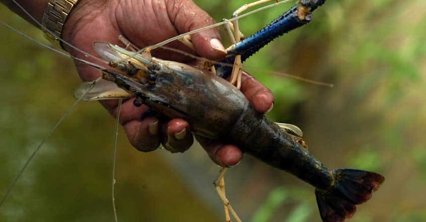 Freshwater prawns Freshwater prawns