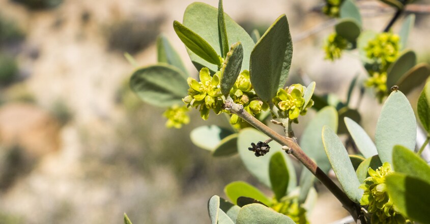Desert plantations found to enhance rainfall Desert plantations found to enhance rainfall