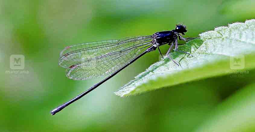 dragonflies in Silent Valley dragonflies in Silent Valley