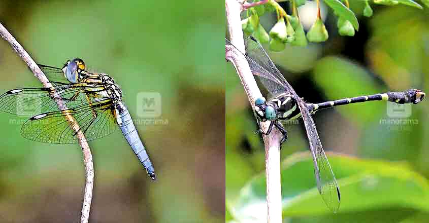 dragonflies in Silent Valley dragonflies in Silent Valley