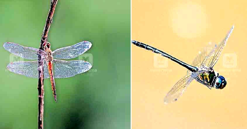 dragonflies in Silent Valley dragonflies in Silent Valley