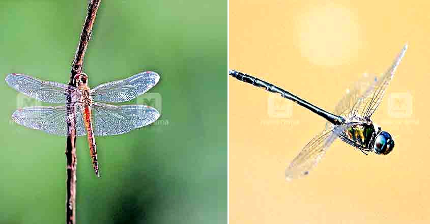 dragonflies in Silent Valley dragonflies in Silent Valley