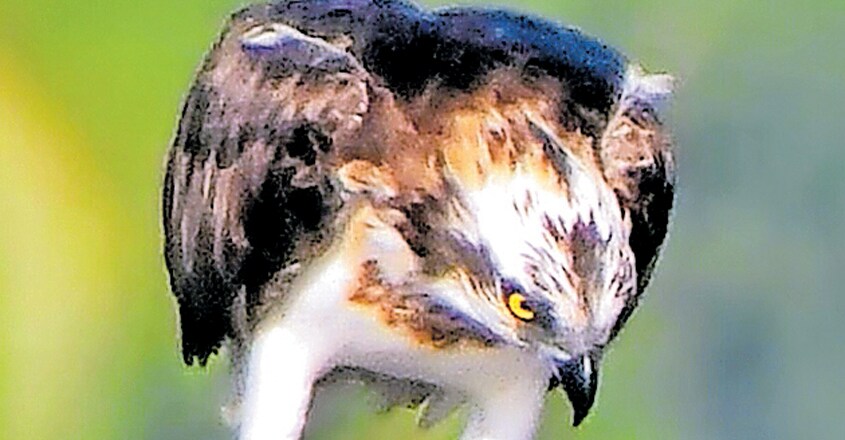Eagle Eagle