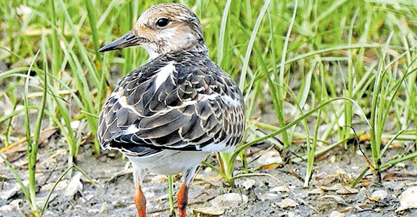 Ruddy turnstone Ruddy turnstone