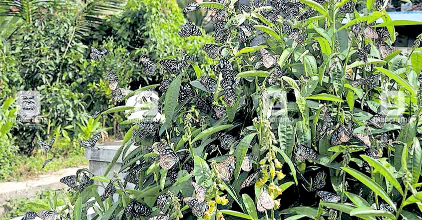 butterflies sighted in Wayanad butterflies sighted in Wayanad