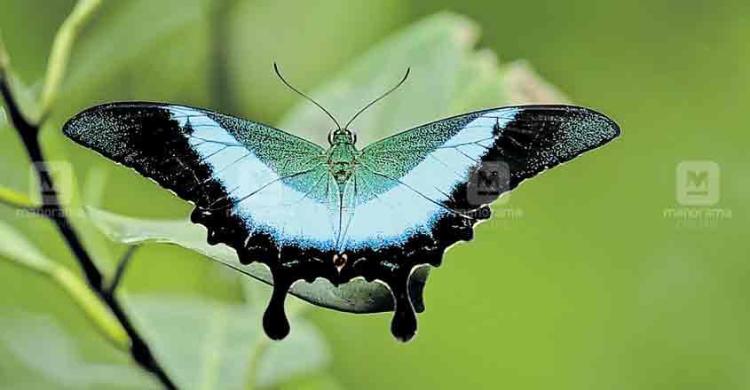 butterfly-kalamassery butterfly-kalamassery