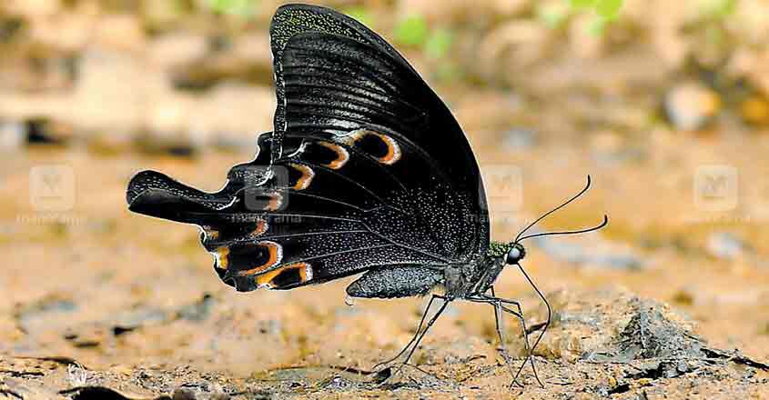 പാരിസ് പീക്കോക്ക് പാരിസ് പീക്കോക്ക്