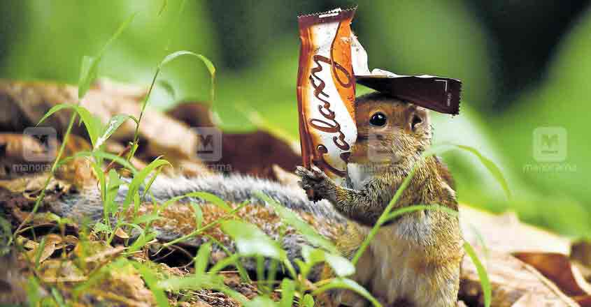 പ്ലാസ്റ്റിക് മാലിന്യം തിന്നുന്ന കളമശേരി വനത്തിലെ അണ്ണാൻ പ്ലാസ്റ്റിക് മാലിന്യം തിന്നുന്ന കളമശേരി വനത്തിലെ അണ്ണാൻ